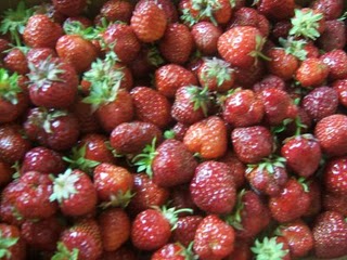 Pick Your Own Strawberries