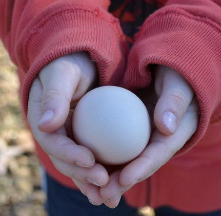 Should Eggs Be Stored in the Refrigerator?