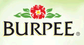 Burpee