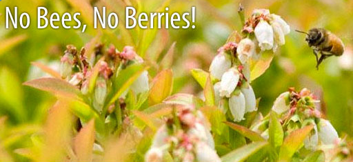 No Bees No Berries