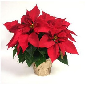 Poinsettas