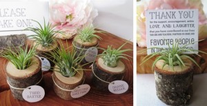 Two Air Plants in Tree Stumps Just $10.74 Shipped!