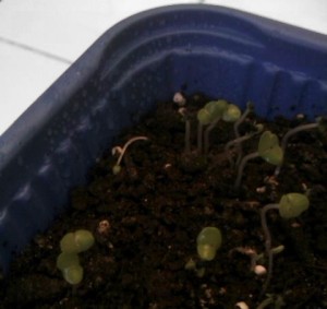 Homemade Seed Starting Pots With Common Items Headed For Your Trash