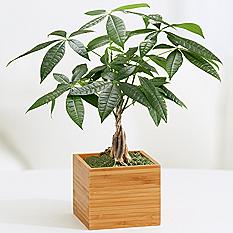 $30 to Spend at ProFlowers for $12.75! (Not JUST Flowers!) $30 to Spend at ProFlowers for $12.75! (Not JUST Flowers!)