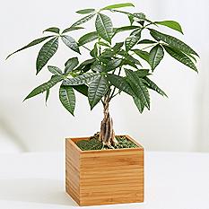 Braided Money Tree