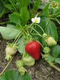 pick your own strawberries