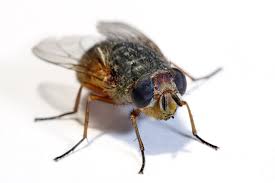 How to Get Rid of Flies and Keep Them Out of Your House