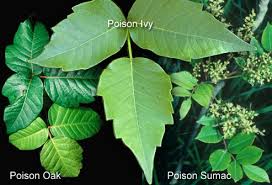 Stop the Itch With Home Poison Ivy Treatment