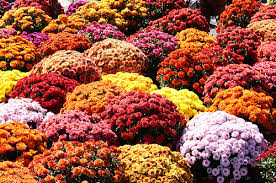 6 Ways to Score Cheap or Free Fall Flowers 6 Ways to Score Cheap or Free Fall Flowers