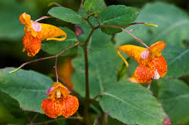 jewelweed poison ivy treatment