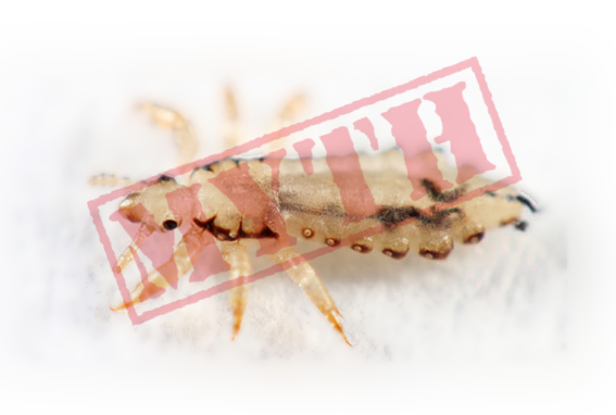 10 Lice Myths You Should Know