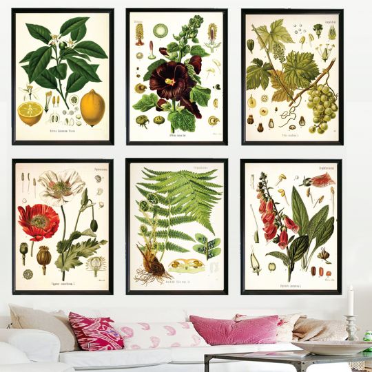 11×14 Vintage Botanical Illustrations – 70 Designs – $7.99!