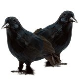 Prextex Realistic Black Feathered Crows Halloween Prop Décor (2-pack) – $19.97!