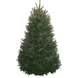 Fresh 5 – 6 ft Fraser Fir Christmas Tree Only $19.48 From Lowe’s + Free Pickup!