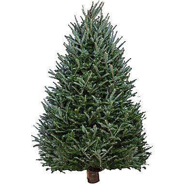 Balsam Fir Christmas Tree Delivered to Your Home—$54.99