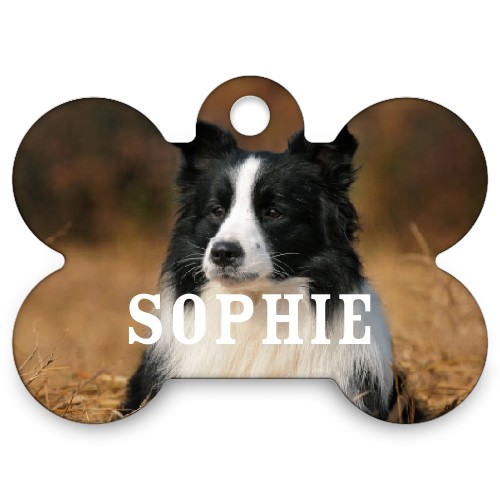 LAST Day for FREE Pet Tag or 16×20 Print at Shutterfly!