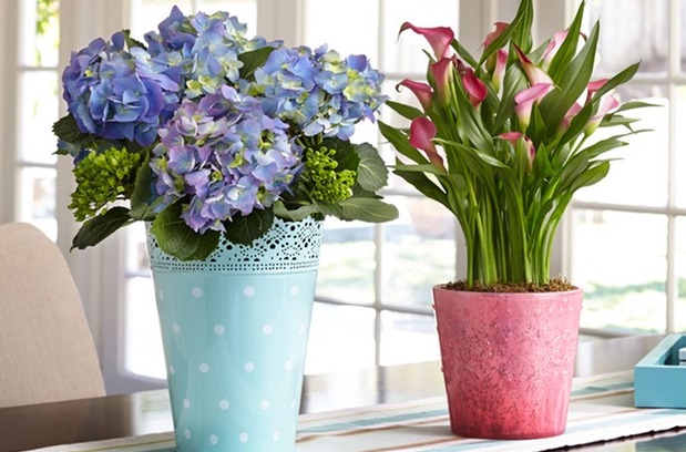 $12 for $30 Worth of Flowering and Potted Plants from ProPlants!