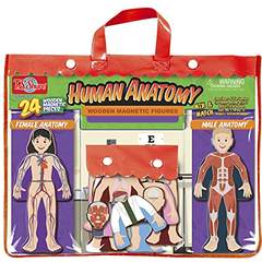 T.S. Shure Human Anatomy Wooden Magnetic Figures – Just $8.47!