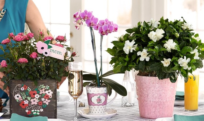 *HOT* Flower Deliveries for Mom From $15! *HOT* Flower Deliveries for Mom From $15!