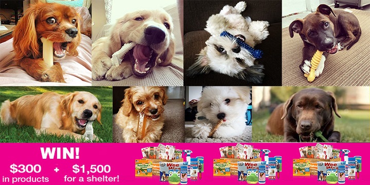 Enter Your Dog To Win $300 Worth of Nylabone & Four Paws Products! PLUS, Nominate A Shelter To Win $1,500 Worth of Chew Toys!