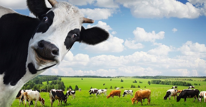 Cows Slaughtered to Raise Milk Prices! 53 Million Dollar Payout for Some Consumers in Price-Fixing Lawsuit!