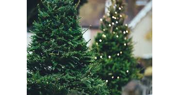 Everything You Need to Consider When Buying a Tree & Ways To Save On a Real Tree This Year!