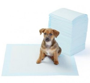Amazon: AmazonBasics Pet Training and Puppy Pads, Regular (100 Count) Only $16.14!
