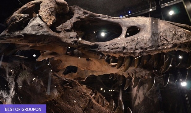 LAST DAY: 20% OFF Groupon Local Deals! 365-Day Connect Pass for 13 Attractions From $56!