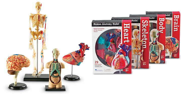 Learning Resources Anatomy Models 4-Bundle Set Only $45.28!