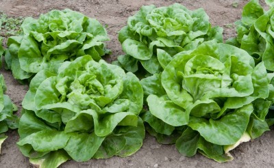 FREE Organic Lettuce Seeds!