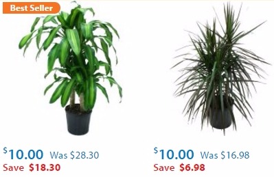 Dalray Potted Plants Only $10.00 + FREE Pickup!