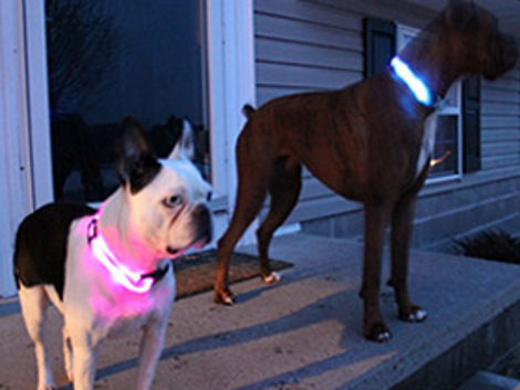 FREE LED Pet Collar! Just Pay Shipping!