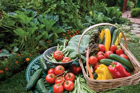 Free Generation Fresh Garden Kit with Veggie Seeds!