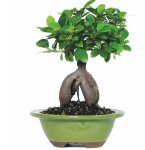 Ginseng Grafted Ficus Bonsai Tree Just $21.54! Great Last Minute Mother’s Day Gift !
