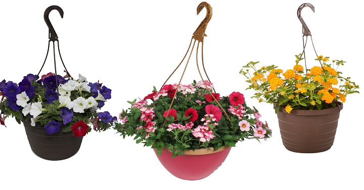 Lowe’s Hanging Baskets Now 2 For $10! (Perfect for Mother’s Day!)