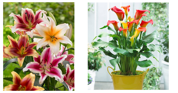 Target: Living Plants Nearly 50% Off at Target! Lilies Only $12.00 (Reg $23.99)
