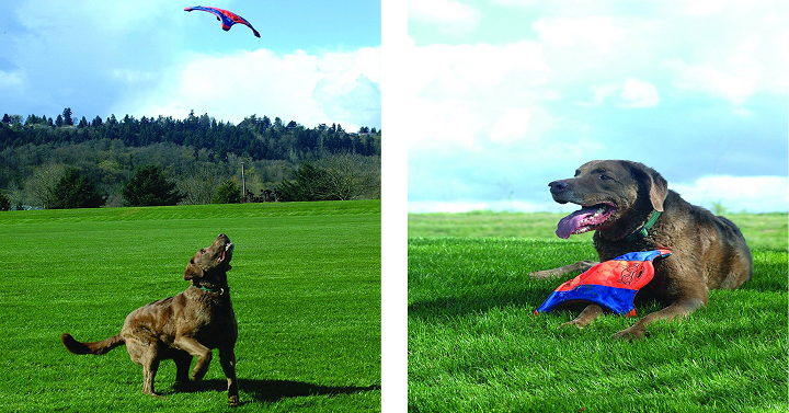Chuckit! Flying Squirrel Dog Toy Only $6.29!