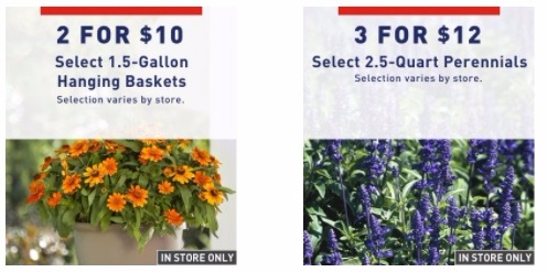 LOWE’S: Hanging Baskets 2/$10 and Perennials 3/$12!