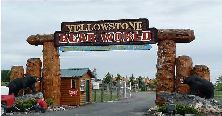Yellowstone Bear World: 8 Tips to Know Before You Go