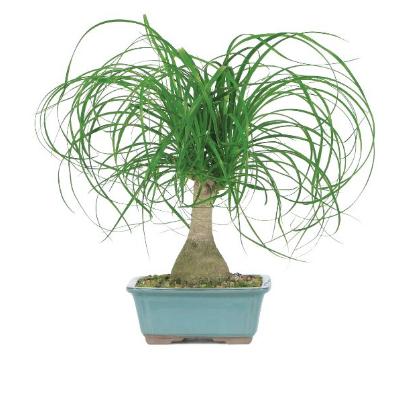 Brussel’s Ponytail Palm Bonsai – Only $12!