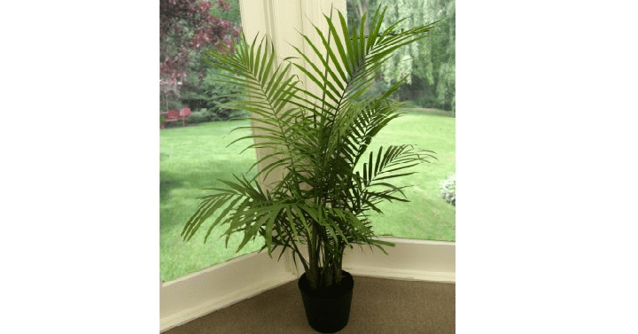 Delray Plants Majesty Palm in 10″ Pot Only $9.47! (Reg. $22.98)