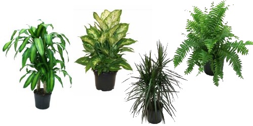 Delray House Plants at WalMart Under $10 + Free Store Pickup!