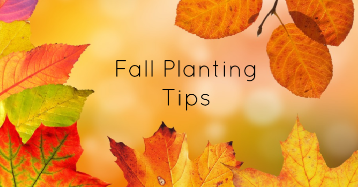 How to Make Your Fall Planting Successful