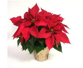 Lowe’s: 1-Quart Potted Wrapped Poinsettia Only $.99! Plus FREE In-Store Pick Up!