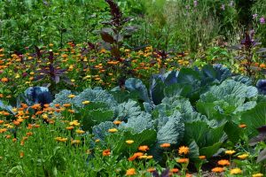 7 things you can do right now to help your Spring Garden succeed