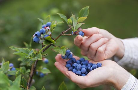Grow Your Own Blueberries Only $16.99 Shipped!