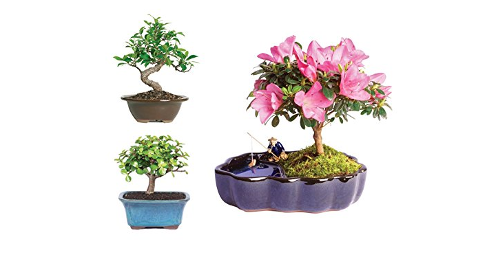 Save Big on Indoor and Outdoor Live Bonsai Plants!