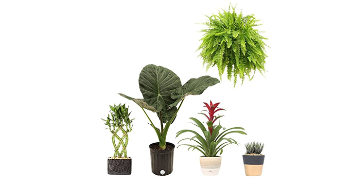 Save Big on Costa Farms Premium Live House Plants! Priced from $15.99!