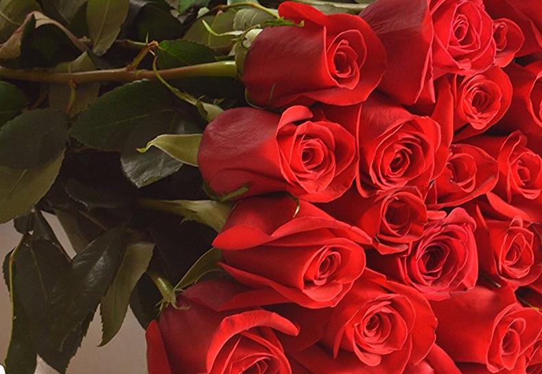 Farm-Fresh Roses: 96 Long-Stemmed Red Roses – Only $61.16 Shipped!