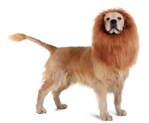 TOMSENN Dog Lion Mane – Only $12.58!